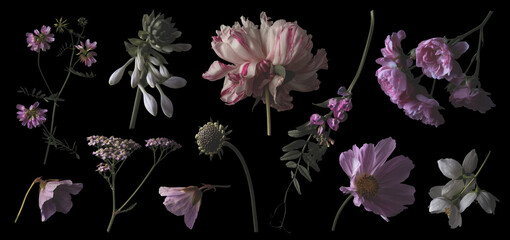 set or collection of pink and white garden flowers and wildflowers isolated over a dark background, painterly lit floral design elements for arrangements, frames, borders, wreaths or patterns