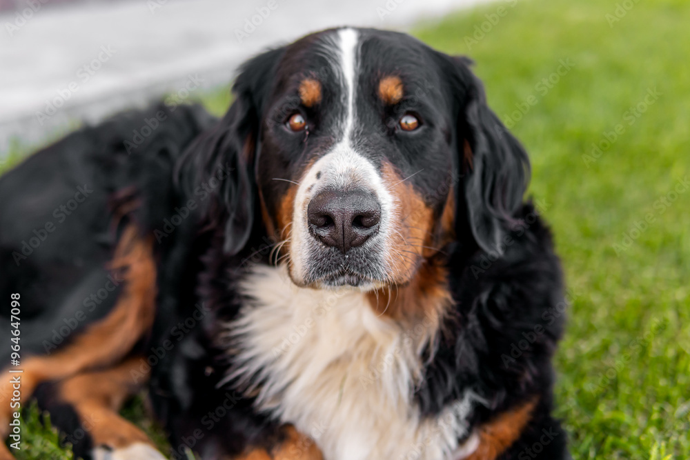Portrait of bernese mountain dog. Soft focus. A friendly big dog Portrait of bernese mountain dog. Soft focus. A friendly big dog