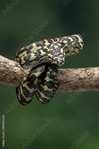 The Jungle Carpet Python (Morelia spilota cheynei) is a striking and popular python species native to the rainforests of Australia and Papua New Guinea. photo