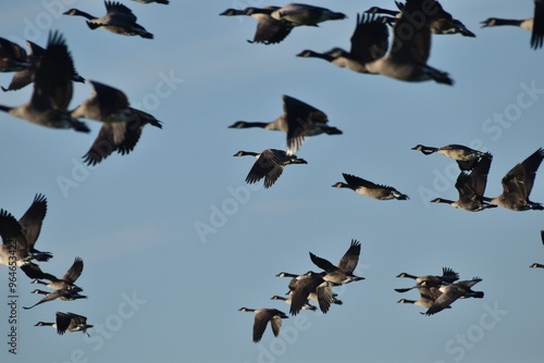 A flock of Canada geese 