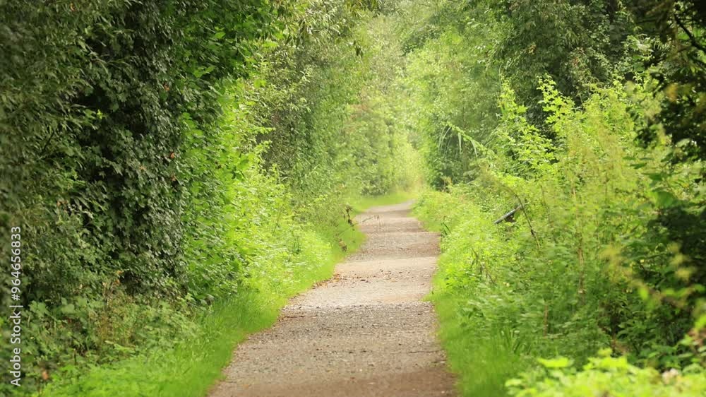 Beautiful hiking trail, narrow path in a nature reserve, idyllic path with trees and shrubs to the left and right Beautiful hiking trail, narrow path in a nature reserve, idyllic path with trees and shrubs to the left and right