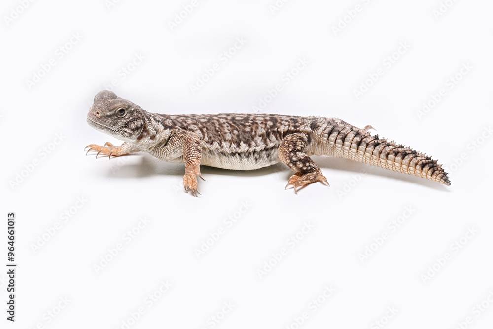 Naklejka premium Uromastyx Hybrid is a type of lizard resulting from the crossbreeding of different species within the Uromastyx genus.