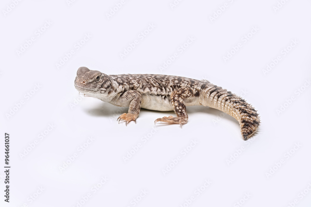 Naklejka premium Uromastyx Hybrid is a type of lizard resulting from the crossbreeding of different species within the Uromastyx genus.