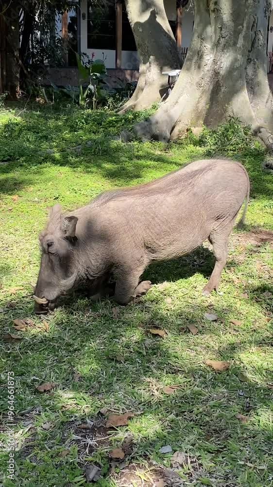 a four-legged warthog eating grass in a wild garden. You can see its horns, as well as its bent legs. Close-up video, Chobe, Botswana a four-legged warthog eating grass in a wild garden. You can see its horns, as well as its bent legs. Close-up video, Chobe, Botswana