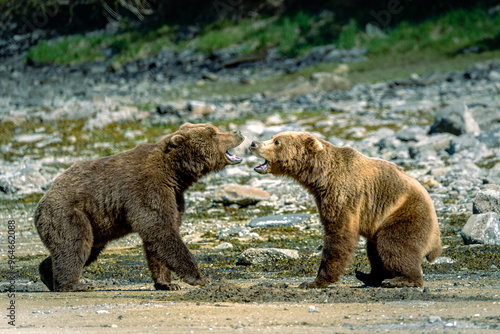 Bear Fight in Alaska