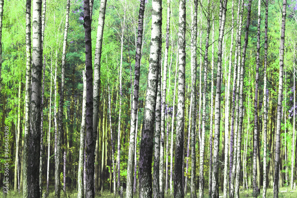 Beautiful birch trees with white birch bark Beautiful birch trees with white birch bark