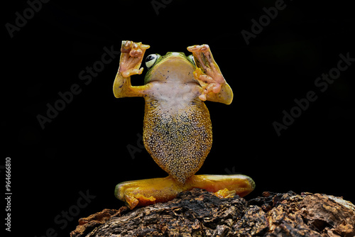 Green Flying frog (Rachophorus reinwardtii) native to Java, Indonesia. photo