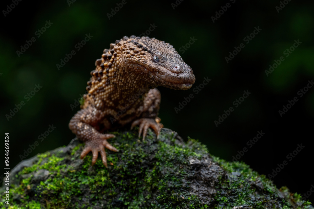 Earless Monitor Lizard (Lanthanotus borneensis) is a species of lizard endemic to Indonesia that only exists and only be found in Borneo island or Kalimantan. Earless Monitor Lizard (Lanthanotus borneensis) is a species of lizard endemic to Indonesia that only exists and only be found in Borneo island or Kalimantan.