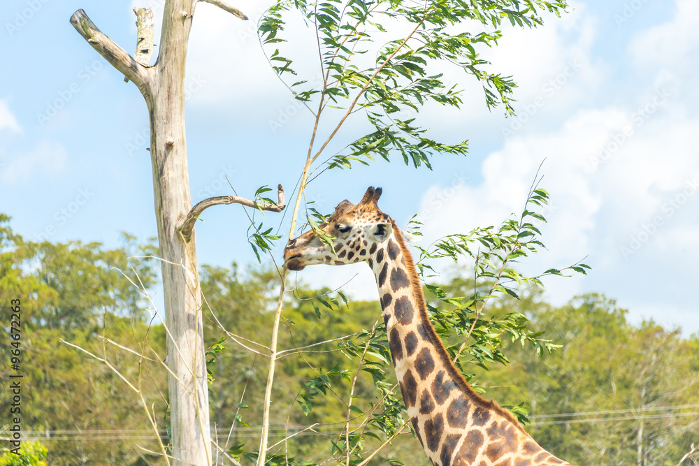 Giraffe eating leaves from dry tree Giraffe eating leaves from dry tree