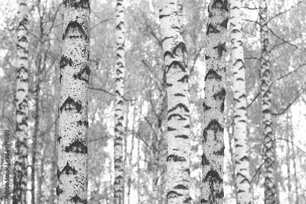 Obraz premium black-and-white photo with white birches