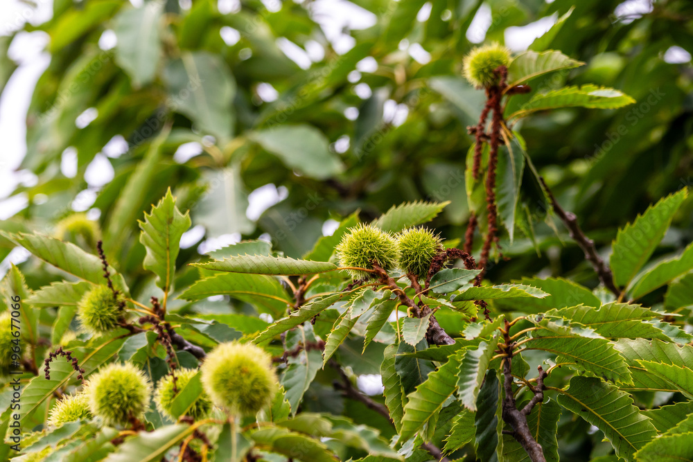 Castanea sativa pertenece a la familia Fagaceae. Castanea sativa pertenece a la familia Fagaceae.