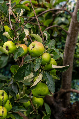 Malus domestica pertenece a la familia Rosaceae.