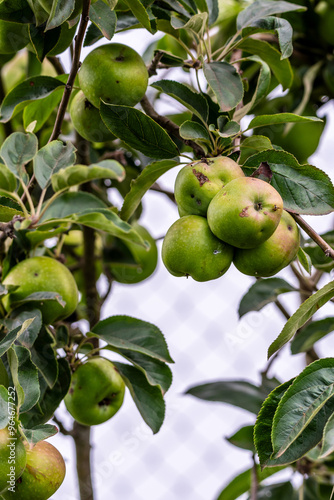 Malus domestica pertenece a la familia Rosaceae.