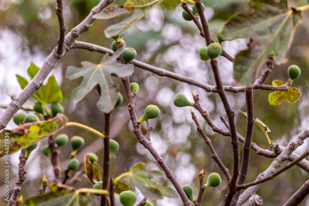 Ficus carica pertenece a la familia Moraceae. Ficus carica pertenece a la familia Moraceae.