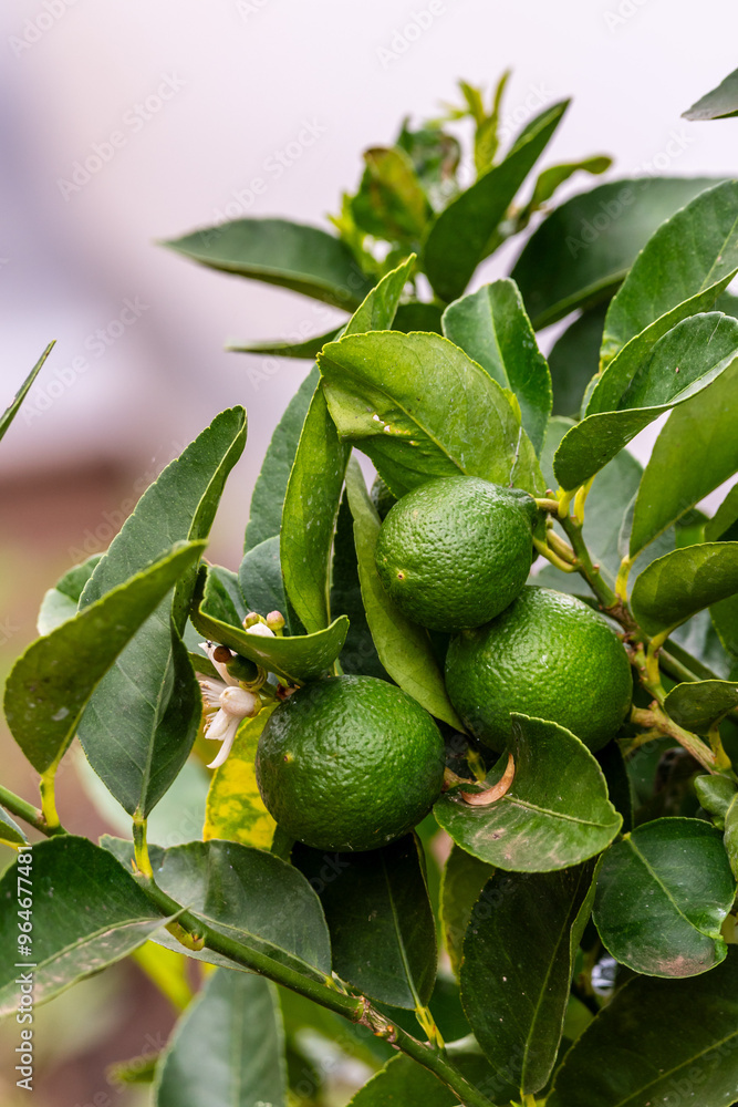 Citrus × aurantifolia pertenece a la familia Rutaceae. Citrus × aurantifolia pertenece a la familia Rutaceae.