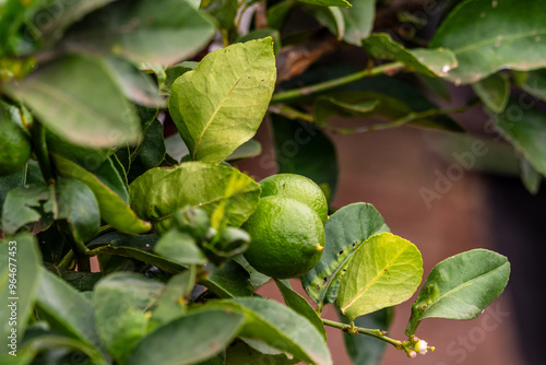 Citrus × aurantifolia pertenece a la familia Rutaceae. photo