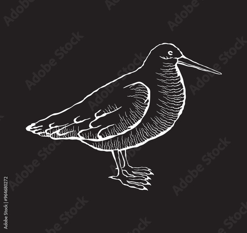 Vector illustration of a woodcock in sketch style