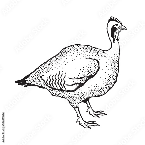 Vector illustration of a Guinea fowl in sketch style