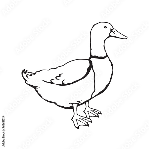 Vector illustration of a mallard duck in sketch style