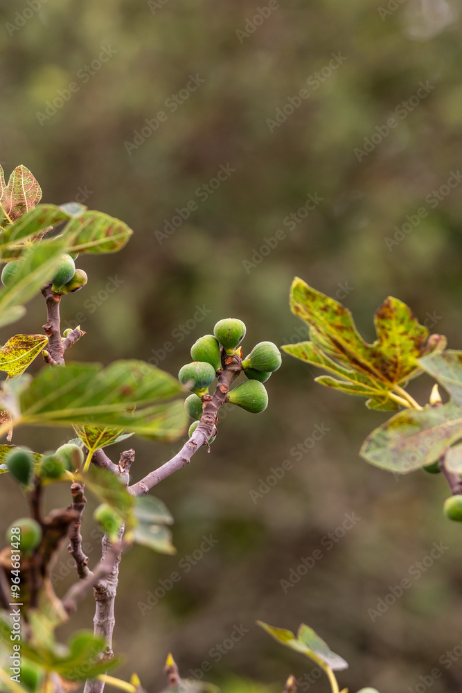 Fototapeta premium Ficus carica pertenece a la familia Moraceae.