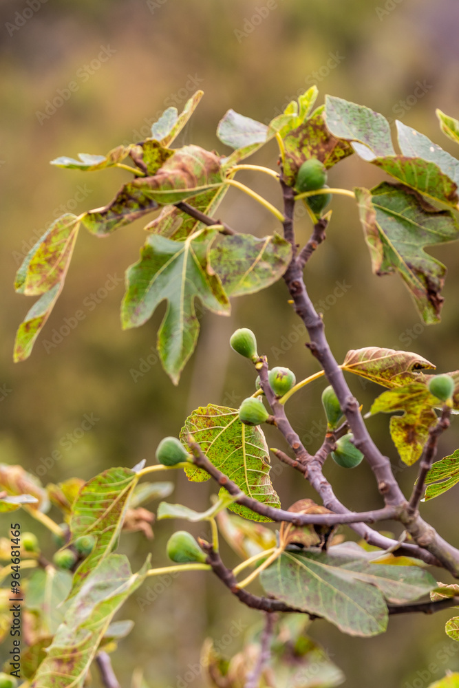 Ficus carica pertenece a la familia Moraceae. Ficus carica pertenece a la familia Moraceae.