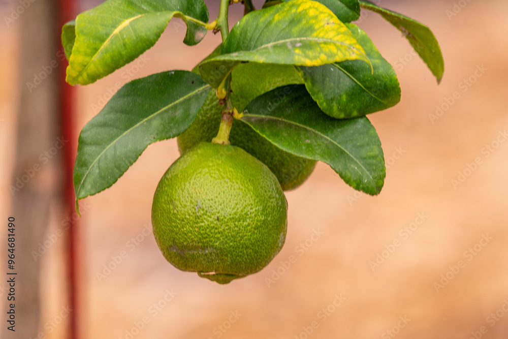 Citrus × limon pertenece a la familia Rutaceae. Citrus × limon pertenece a la familia Rutaceae.