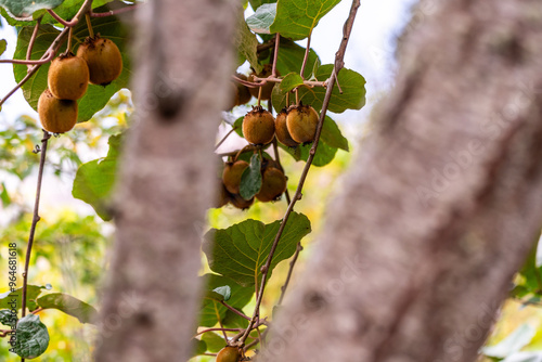 Actinidia deliciosa pertenece a la familia Actinidiaceae. photo