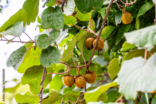 Actinidia deliciosa pertenece a la familia Actinidiaceae. photo