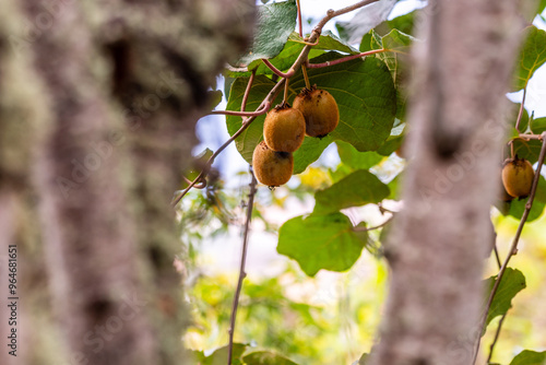 Actinidia deliciosa pertenece a la familia Actinidiaceae. photo