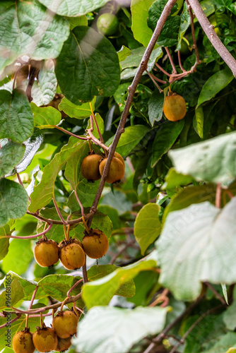 Actinidia deliciosa pertenece a la familia Actinidiaceae. photo