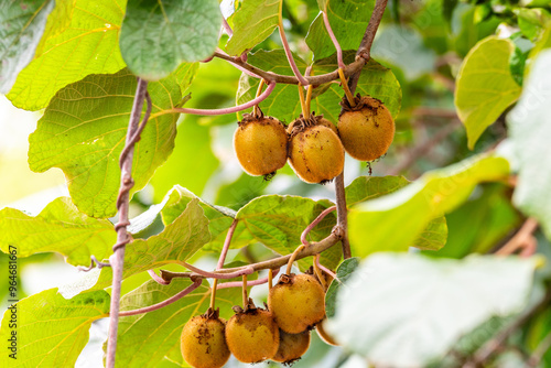 Actinidia deliciosa pertenece a la familia Actinidiaceae. photo