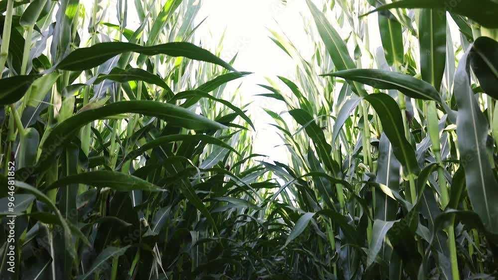 Green leaves of corn growing in a corn field against a blue sky, agricultural crop, corn cobs. Field Rural farm. Green
Green leaves of corn growing in a corn field against a blue sky, agricultural crop, corn cobs. Field Rural farm. Green