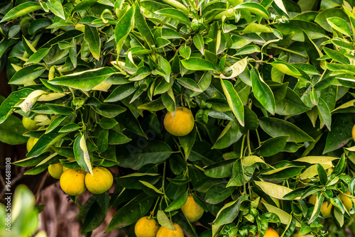 Citrus × sinensis pertenece a la familia Rutaceae.