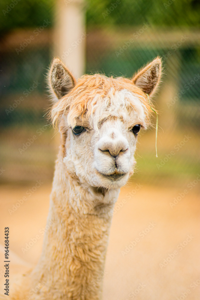 Obraz premium white alpaca close up portrait