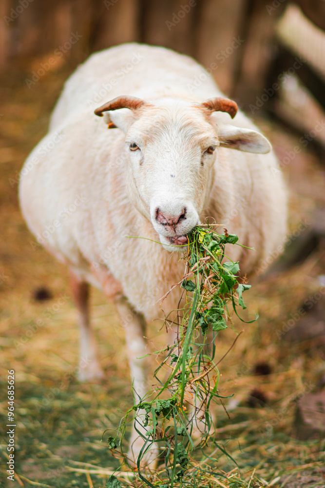 Fototapeta premium White pregnant sheep chewing green grass on a farm