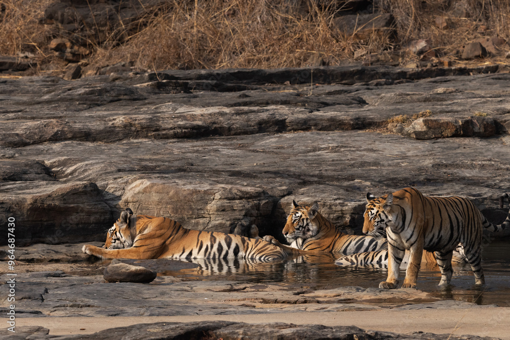Fototapeta premium Closeup of mother and cubs in a water body at Panna Tiger Reserve, Madhya pradesh, India