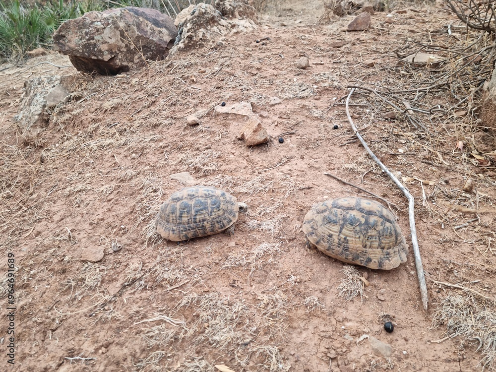 Obraz premium Two turtles roaming in the wild