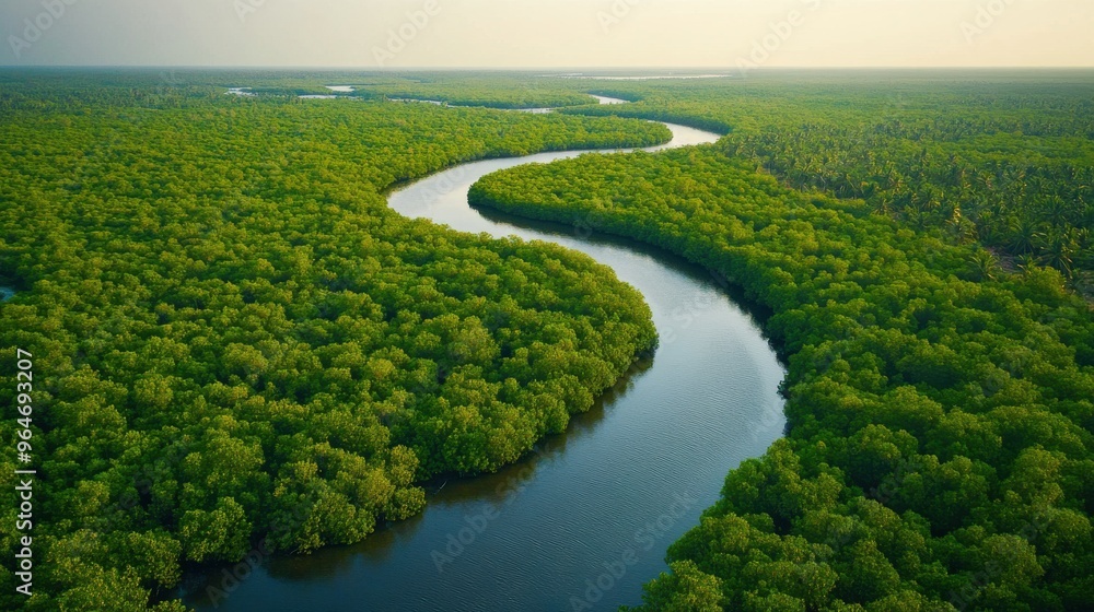 Aerial view of a dense mangrove forest along a winding river, with lush greenery stretching to the horizon Aerial view of a dense mangrove forest along a winding river, with lush greenery stretching to the horizon