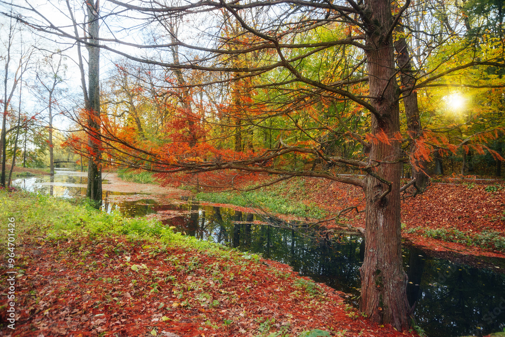 Naklejka premium Amazing autumn park (forest) with colorful trees and sunlight. autumn natural background
