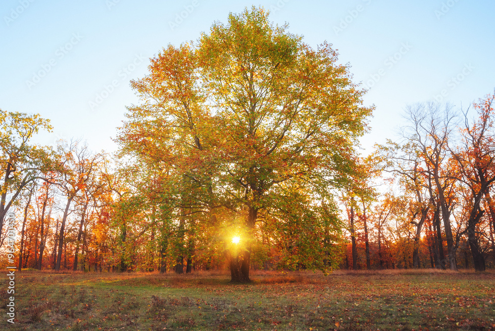 Naklejka premium Amazing autumn park (forest) with colorful trees and sunlight. autumn natural background
