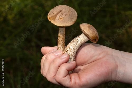 Frisch gesammleter Gemeiner Birkenpilz mit Hut in einer Hand. photo