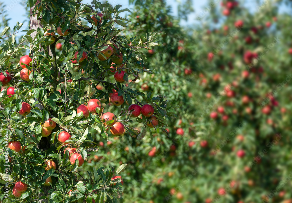 red apples hang from apple tree in sunshine red apples hang from apple tree in sunshine