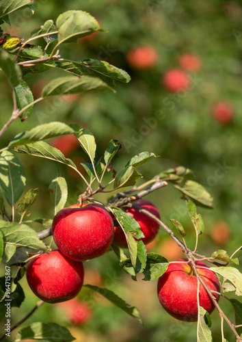 red apples hang from apple tree in sunshine