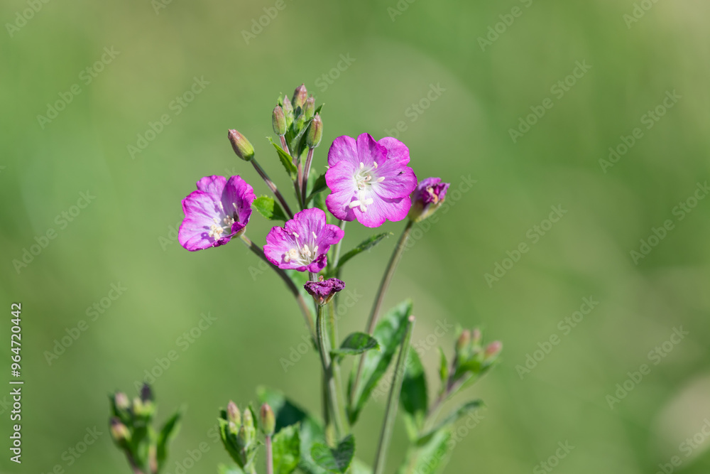 Close up of great willwherb (epliobium hirsutum) flowers in bloom Close up of great willwherb (epliobium hirsutum) flowers in bloom