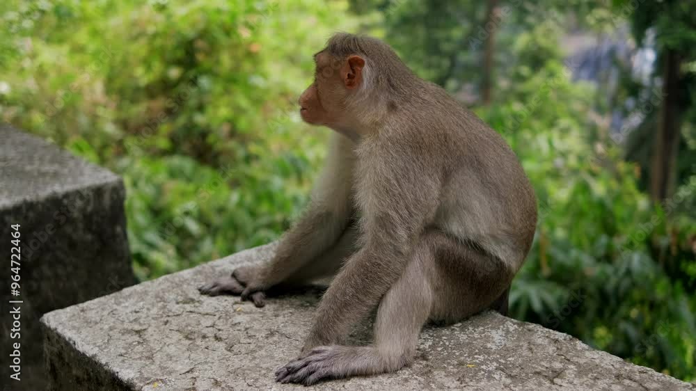 Wild monkey in the rainforest, India. Close up of macaque into jungle. Wild monkey in the rainforest, India. Close up of macaque into jungle.
