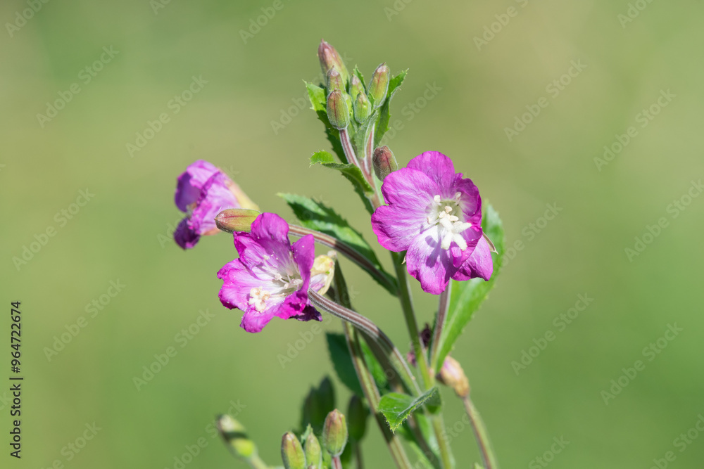 Close up of great willwherb (epliobium hirsutum) flowers in bloom Close up of great willwherb (epliobium hirsutum) flowers in bloom