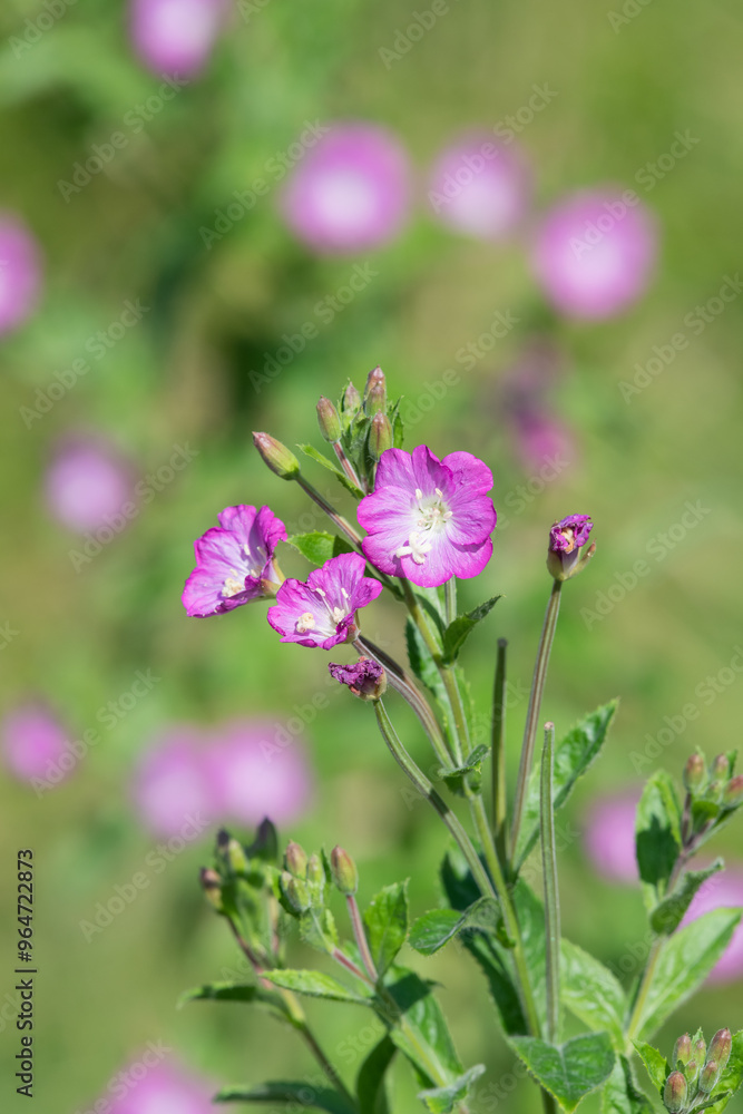 Fototapeta premium Close up of great willwherb (epliobium hirsutum) flowers in bloom