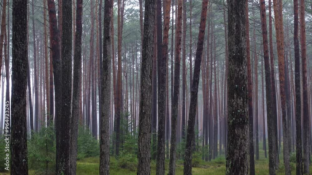 Early morning in a misty pine tree forest. Shot taken in natural light. Early morning in a misty pine tree forest. Shot taken in natural light.