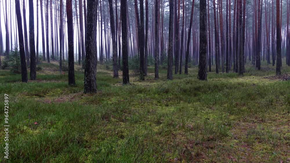Early morning in a misty pine tree forest. Shot taken in natural light. Early morning in a misty pine tree forest. Shot taken in natural light.