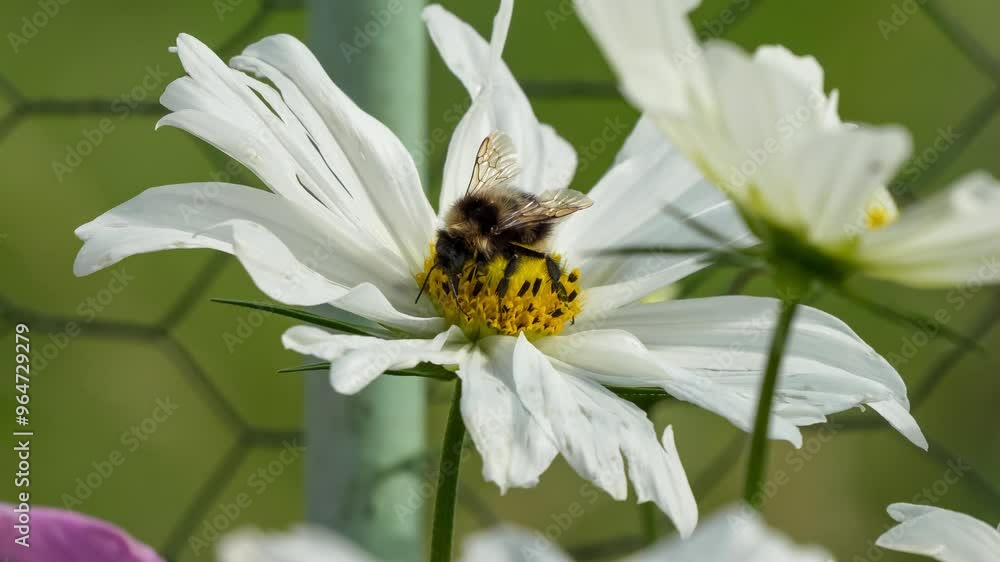 a bumblebee (Bombus) feeding on a Cosmos (Cosmos bipinnatus) a bumblebee (Bombus) feeding on a Cosmos (Cosmos bipinnatus)